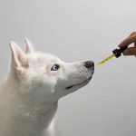 CBD for Pets