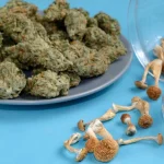 CANNABIS AND MAGIC MUSHROOMS